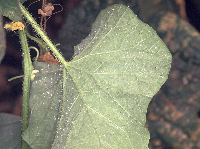 Adultes de Bemisia tabaci sous une feuille de melon