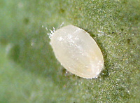 Nymphe de T. vaporariorum