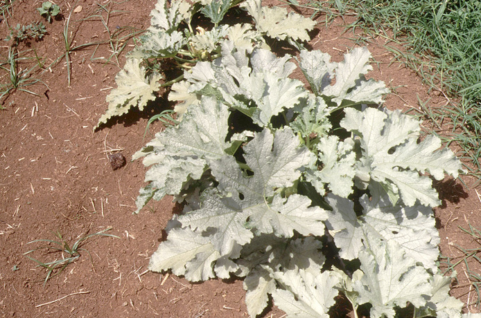 Argenture de la courgette provoquée par le biotype B de Bemisia tabaci 