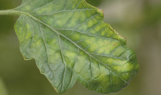 Les crinivirus de la tomate (ToCV, TiCV)