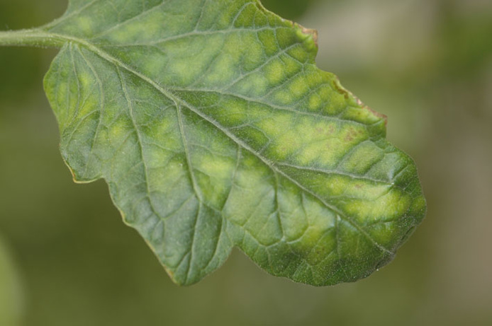 Les crinivirus de la tomate (ToCV, TiCV)