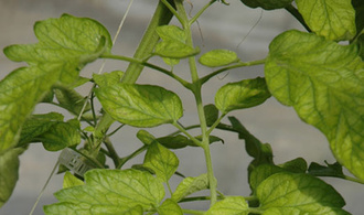 Les crinivirus de la tomate (ToCV, TiCV)