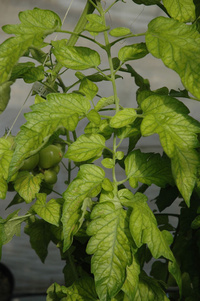 Les crinivirus de la tomate (ToCV, TiCV)