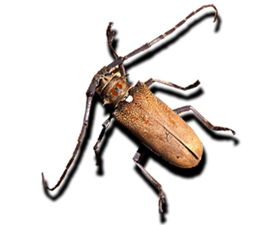 Les espèces nuisibles et utiles du sud-ouest de l'océan Indien
				