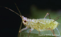 Larve de Macrosiphum euphorbiae 