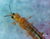 Adulte de Frankliniella occidentalis