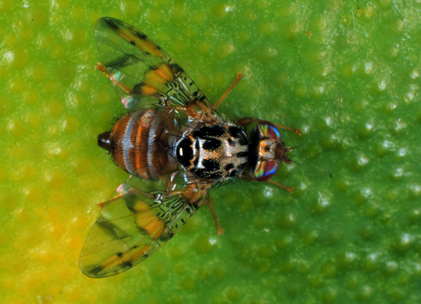Ceratitis capitata