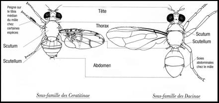Les mouches des fruits
