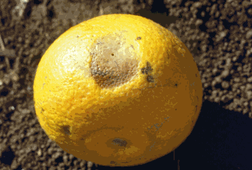 Exemple de dégâts sur agrumes.