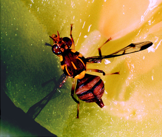 Bactrocera cucurbitae (Crédit photo : JF. Vayssières, CIRAD)