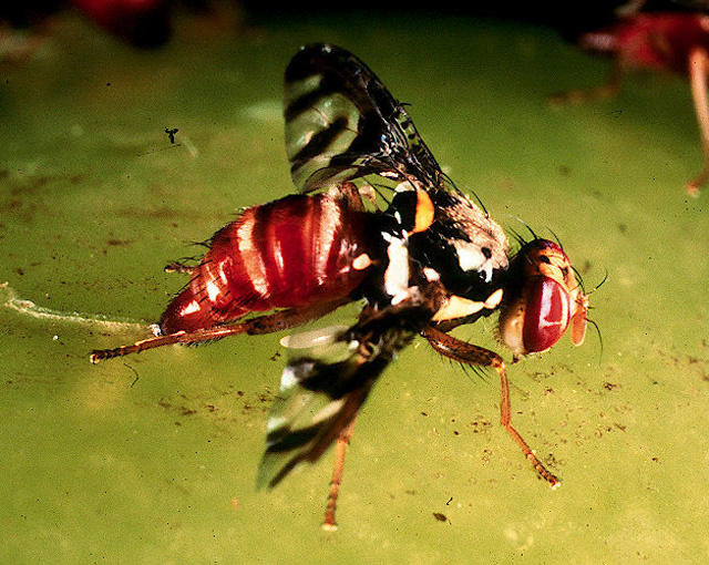 Neoceratitis cyanescens