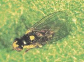 Mineuse de feuille adulte