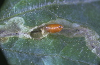 Pupe et galerie de mineuse