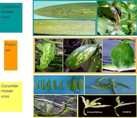 Symptômes de viroses sur feuilles de vanillier (M. Grisoni & A-L Abdoul-Karime)