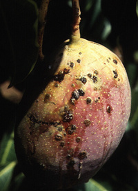 Mangue infectée par le Xanthomonas.