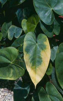 Feuille de manguier infectée par le Xanthomonas.