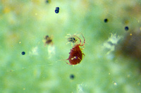 Acarien prédateur dévorant un tétranyque