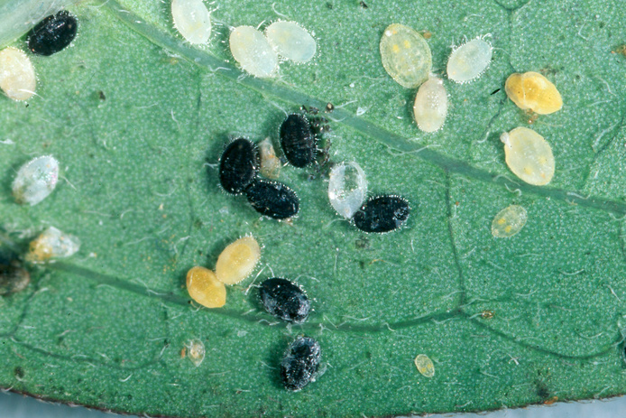 Larves d'aleurodes parasitées par Encarsia formosa (couleur noire) ou par Eretmocerus (couleur jaune)