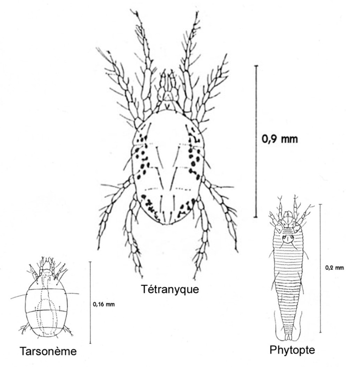 Schémas des différents types d'acariens ravageurs (d'après D. Bordat et T. Erwin, CIRAD)