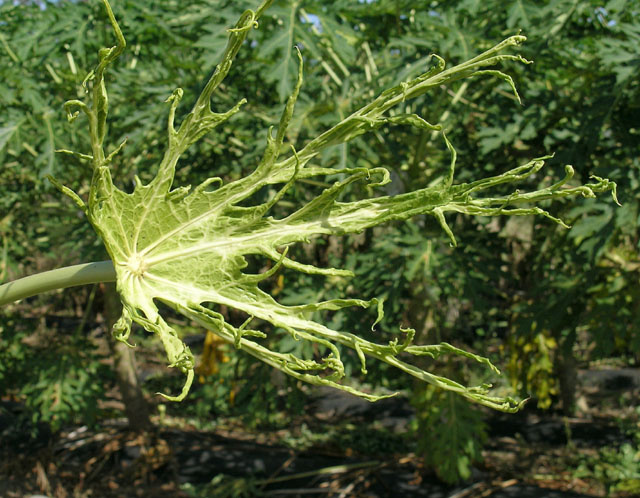 DégÃ¢t de tarsonème sur papayer
