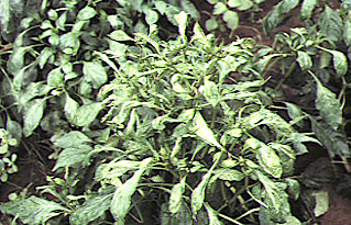 DégÃ¢t de tarsonème sur poivron