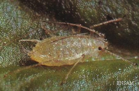 Adulte aptère de Chaetosiphon fragefolii 