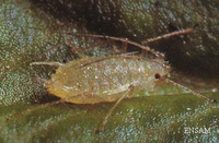 Adulte aptère de Chaetosiphon fragefolii 