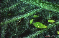 Larve de Macrosiphum euphorbiae 