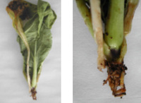 Vues générales d'une plante attaquée