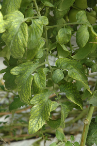 The criniviruses of the tomato (ToCV, TiCV)