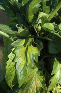 The criniviruses of the tomato (ToCV, TiCV)