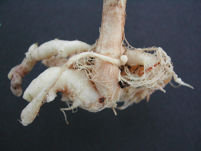 Déformations (galles) sur racines.