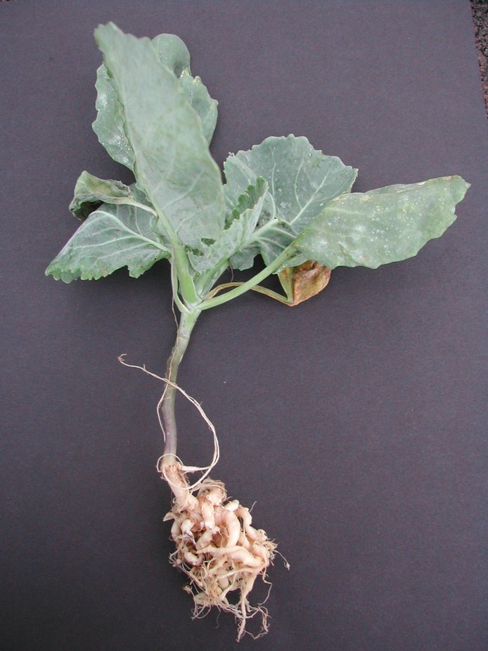 Vue générale d'une plante attaquée.