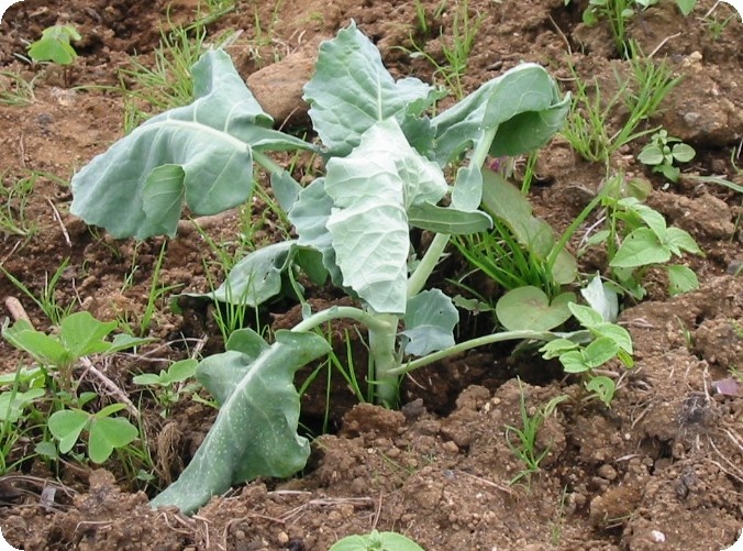 Dépérissement de la plante.