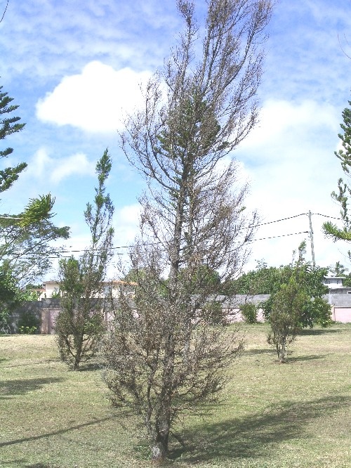 The Cypress Aphid (Cinara cuppressivora)