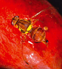 Bactrocera zonata