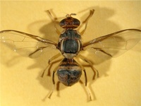 Bactrocera invadens