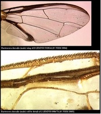 Ailes de Bactrocera invadens : Partie basale étroite de la cellule br avec microtriches.