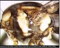 Scutum de Bactrocera invadens.