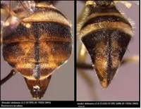 Abdomen de Bactrocera invadens.