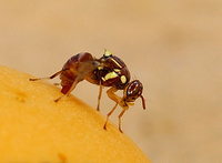 Femelle de Bactrocera zonata en train de pondre. A ne pas confondre avec l'espèce Bactrocera invadens.