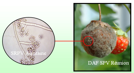 Symptômes sur fruits