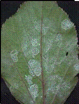 Feuillage d'Acalypha présentant une forte infestation : feuilles luisantes et collantes.