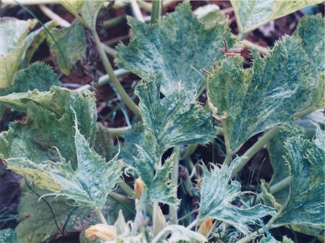 DégÃ¢ts sur feuilles
