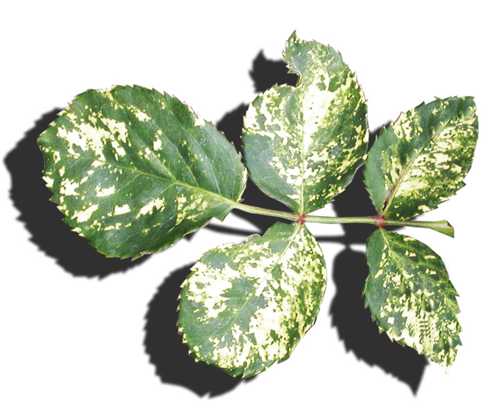 Rose mosaic virus