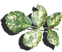 Rose mosaic virus