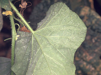 Adultes de Bemisia tabaci sous une feuille de melon