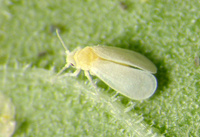 Adulte de Trialeurodes vaporariorum