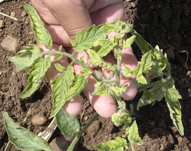 Symptômes de virose due au TYLCV transmis par B. tabaci