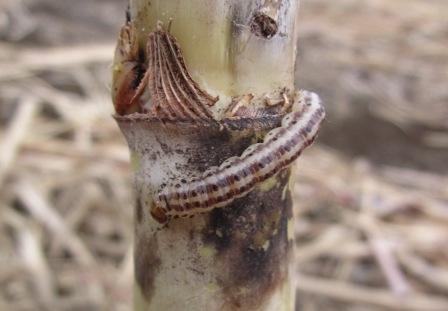 © S. Nibouche, Cirad